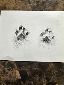 Silver Springs Shores Animal Hospital