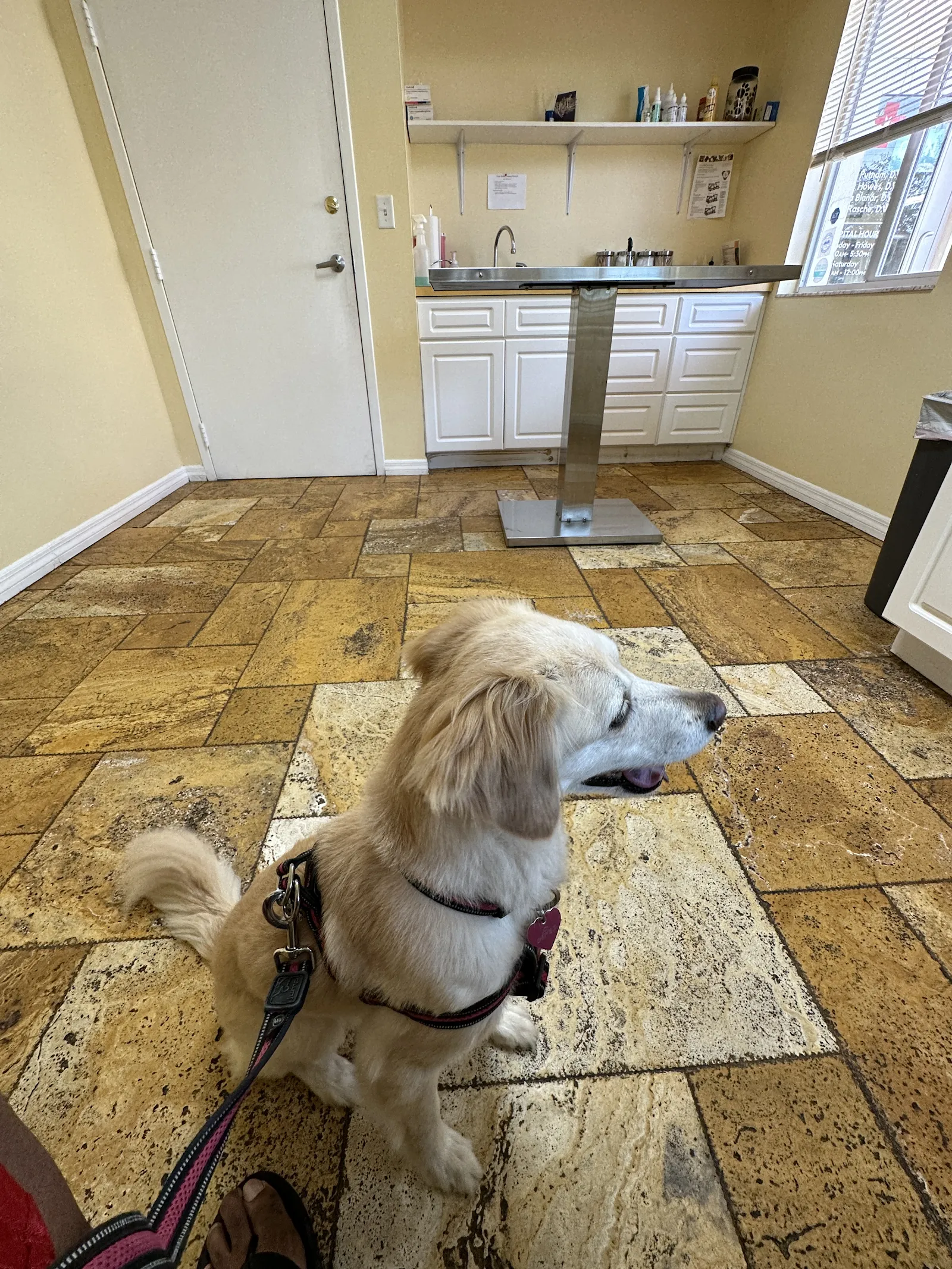 Animal Doctors of South Tampa