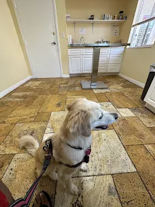 Animal Doctors of South Tampa