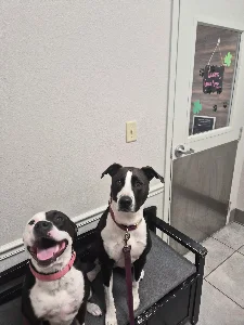 Pebble Creek Animal Hospital