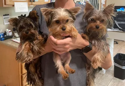 Sarasota Animal Medical Center