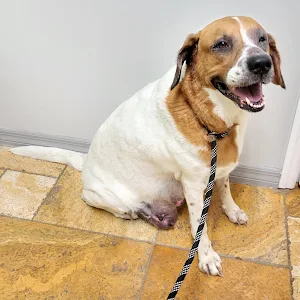 Animal Doctors of South Tampa