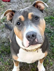 Animal Doctors of South Tampa