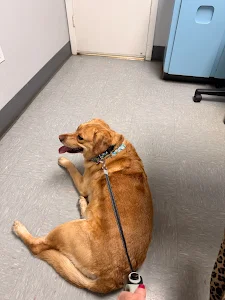 Animal Medical Clinic of Gulf Gate