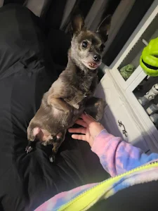 Sarasota Animal Medical Center