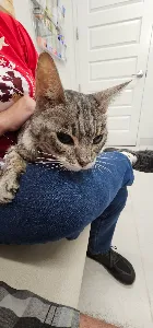 Veterinary Medical Center at Lakewood Ranch