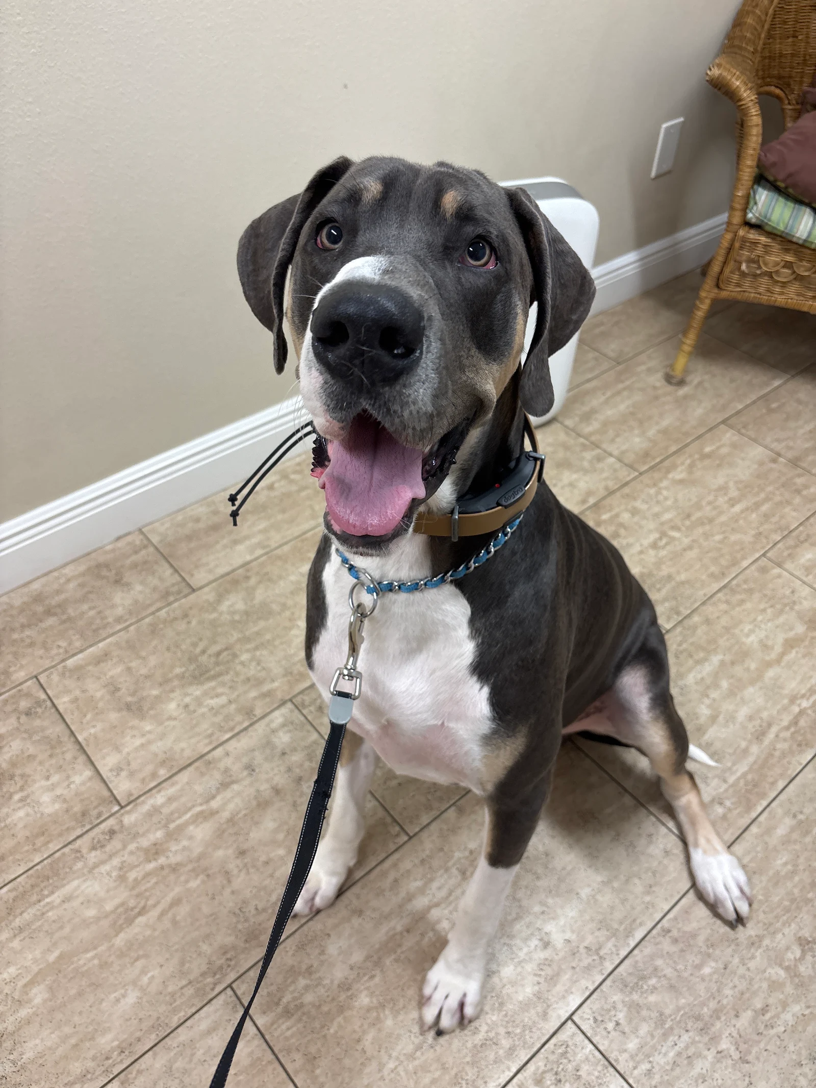 Sarasota Animal Medical Center