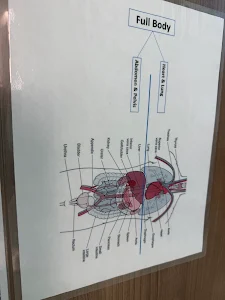 Craft Body Scan