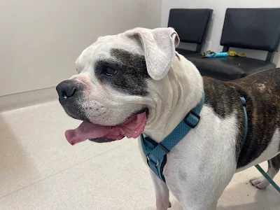 Veterinary Medical Center at Lakewood Ranch
