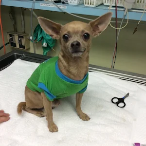Animal Medical Clinic of Gulf Gate