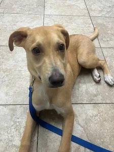 Southgate Animal Hospital
